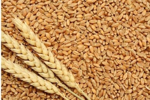 Natural Wheat Seeds, Purity 99%, Storage Instruction Cool And Dry Place Admixture (%): 3%