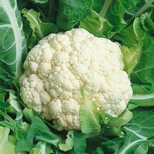 Healthy White Antioxidants And Vitamins Enriched Naturally Grown Farm Fresh Cauliflower