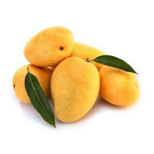 Alphonso Mango - 1 Kilogram Regular Size, Premium Yellow Color, Juicy Sweet Taste, Non-peeled, Organic Quality, Shelf Life Of 14-15 Days