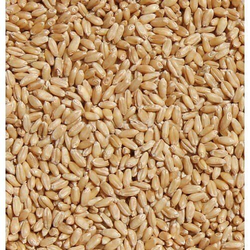 Sundried Organic Indian Originated Yellow Lokwan Wheat Grain, Pack Of 1 Kg