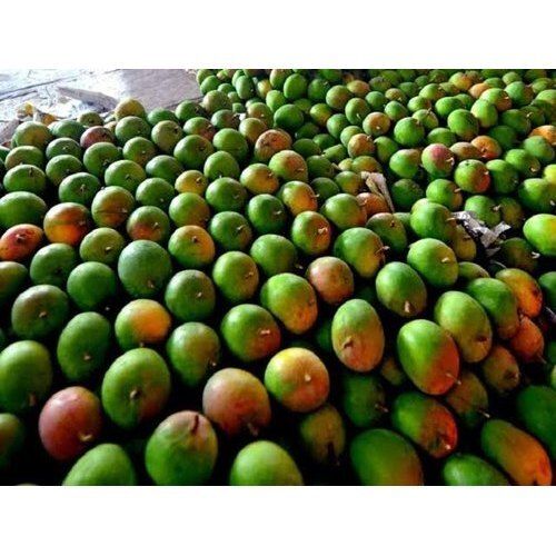 Farm Fresh Healthy Pesticide Free Rich In Vitamin C Yummy Tasty Raw Green Mango