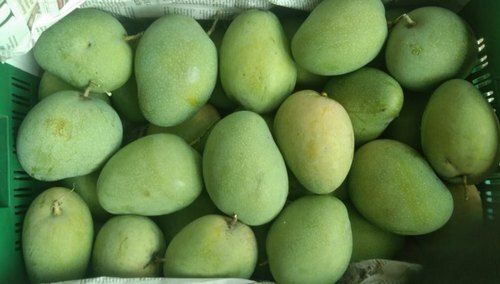Hygienically Packed Tasty Indian Origin Naturally Grown Enriched Farm Fresh Raw Green Mango