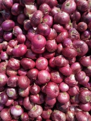 1 Kg Pack Size Common Cultivated Round Shape Raw Red Onion 