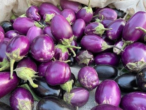 100 Percent Organic Quality Natural And Fresh Brinjal Vegetable For Cooking Moisture (%): 84.6% To 90.4%