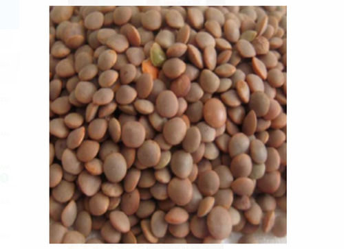 100% Organic And Dryied Brown Masoor Dal, Protein 9 Gram, For Cooking  Admixture (%): 1%