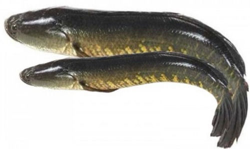 Export Quality Wholesale Price Snakehead Murrell Fish Seafood