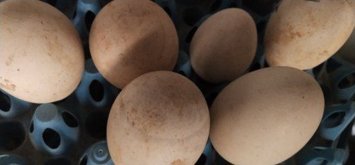 Healthy Fresh And Natural Good Source Of Proteins And Minerals Brown Eggs
