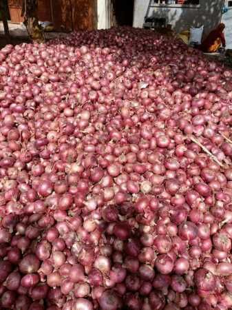 Wholesale Rate Export Quality Farm Fresh Garva Onion For Vegetables and Salads