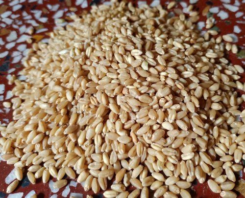 Carbohydrate Enriched Farm Fresh Naturally Grown 100% Healthy Golden Sharbati Wheat