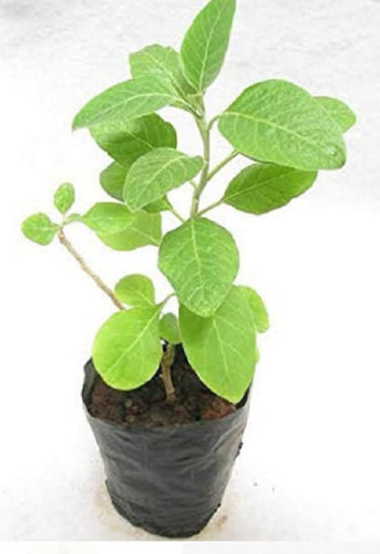 Natural Ashwagandha Live Green Medical Herb Plant, Suitable For Home Garden Out Door Garden