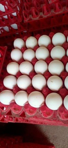  बर्ड फ्लू से सुरक्षित प्रोटीन का समृद्ध स्रोत ताजे और स्वस्थ सफेद अंडे