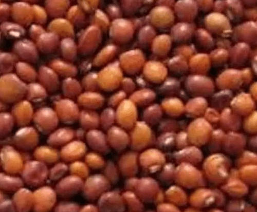 Rich Source Of Vitamins And Minerals Indian Originated Red Grams Seeds