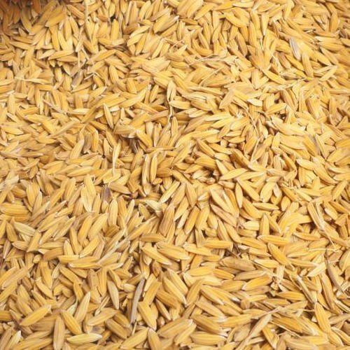 100% Pure Indian Origin Long Grain Healthy Dried Brown Paddy Rice
