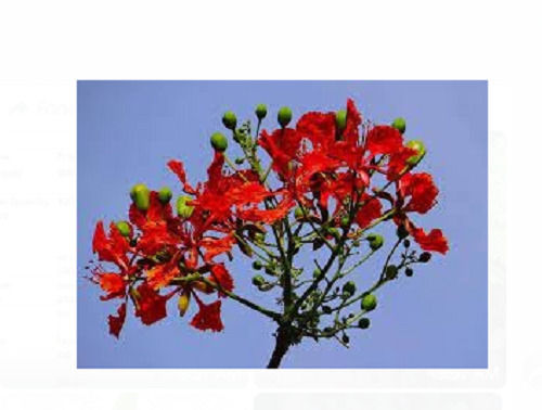 Beautiful Gulmohar Red Flower Plant , For Indoor And Out Door Gardening All Season Autumn Spring Summer Winter Uses