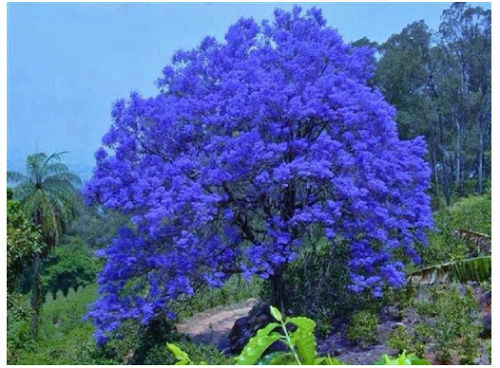Blue Gulmohar Jacaranda Mimosifolia Magnificent Lavender Blue Flowers, For Gardening Uses 