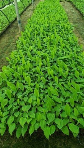 High Growing Capacity And Rich In Vitamin Green Banana Tissue Culture Plant