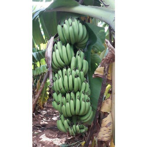 Natural Rich In Vitamin B6 High Growing Capacity Green Banana Plant 
