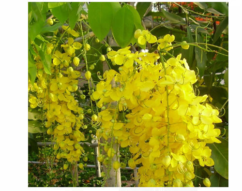 Royal Paradise Golden Shower Flowering Live Healthy Plants, For In Door And Out Door Gardening