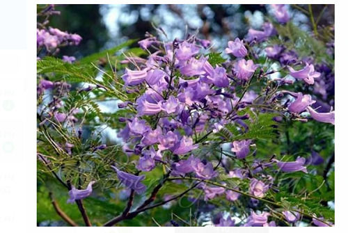  Neel Gulmohar Jacaranda Mimosifolia Flowering Plant ,For Home Gardening And Out Door Gardening 