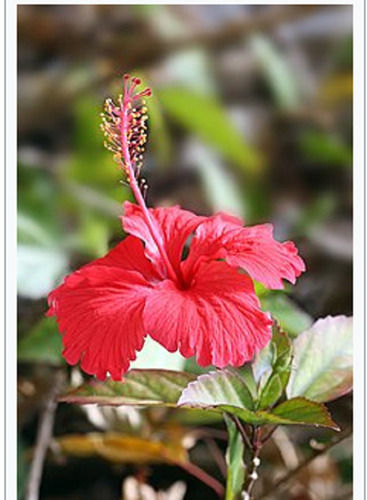 Full Sun Exposure Round Red Hibiscus Flowering Plant, For Home Gardening And Out Door Gardening 