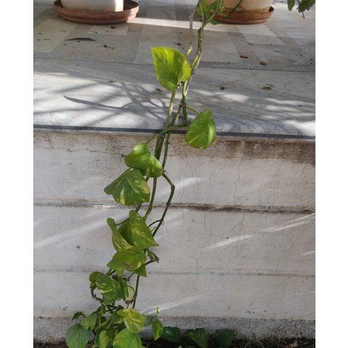 Grows Well Full Sun Exposure Green Leaves Money Plant For Home Garden