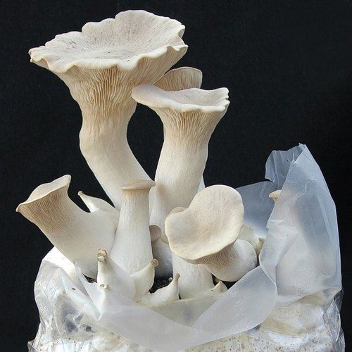 Natural Fresh Excellent Source Of Potassium And Copper White Oyster Mushroom Processing Type: Raw