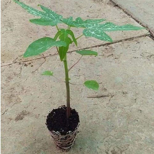 Green Support Hair Growth And Digestive Function Natural Fresh Papaya Plant