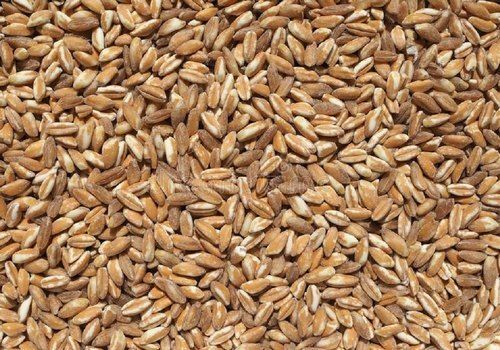 100 Percent Pure And Healthy High-Protein Brown Organic Emmer Wheat