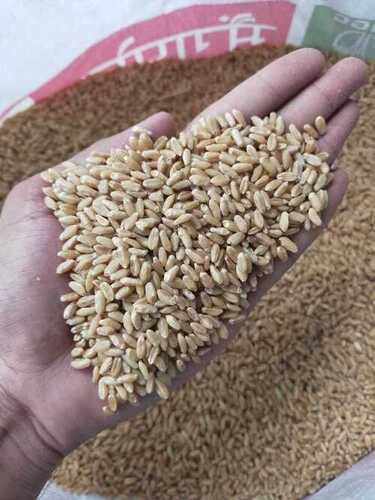 A Grade Milling Wheat With High Nutritious Value