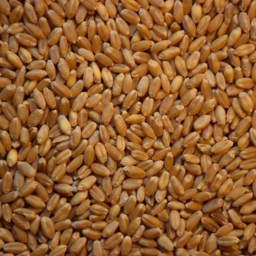 Chemical Free High In Fiber Healthy Hygienically Processed Wheat Seed