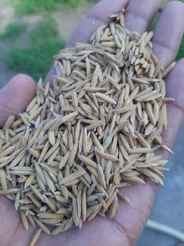 Free From Impurities Hygienically Processed Natural And Pure Dried Brown Paddy Seeds