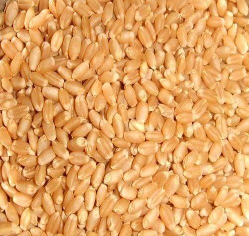 Hygienically Processed Chemical Free High In Fiber Healthy Brown Wheat Seeds