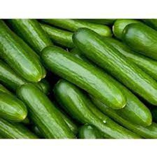 Straight 100 % Pure Natural And Fresh Organic Green Cucumber 