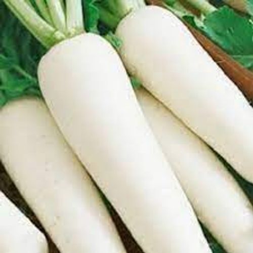 Excellent Source Of Vitamin C Sweet And Pungent In Taste Radish