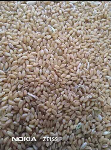 A Grade Nutrient Enriched 100% Pure Organic Lite Brown Milling Wheat Grain