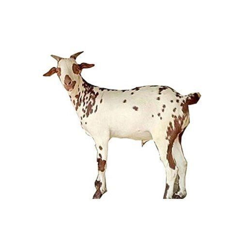 White Healthy Male And Female Barbari Goat