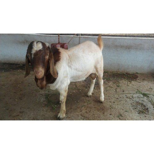 Healthy Male White And Brown Boer Goat Gender: Female