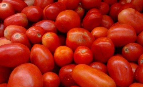 Round And Oval Shaped Pure Whole Fresh Tomatoes