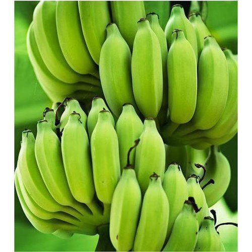 A Grade Organic Fresh Green Banana Is An Organic, Vegan, Raw, Gluten Free