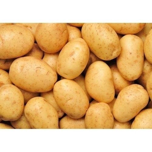 A Grade Rich In Vitamins And Minerals Healthy Naturally Grown Farm Fresh Round Potato