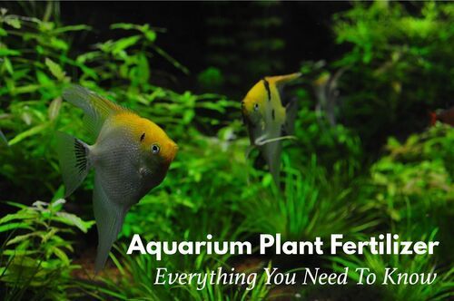 Aquarium Plant Fertilizer
