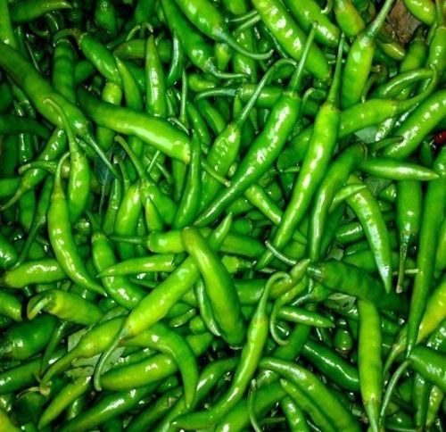 100% Pure And Natural Fresh Green Chillies Use For Cooking Moisture (%): 20%