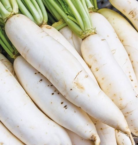 A Grade 100% Pure And Fresh Organic White Radish For Salad Moisture (%): 99%