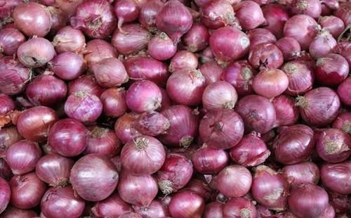 A Grade 100% Pure Nutrients Rich Medium Size Red Onion For Cooking Moisture (%): 99%