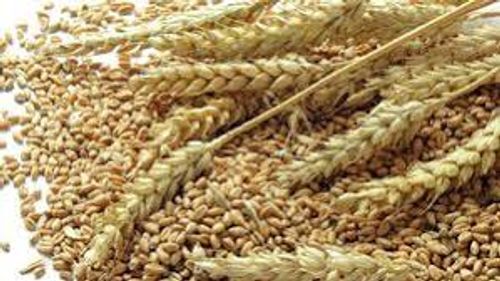 Antioxidants Source Of Energy Healthy And Rich In Fiber Raw Wheat Seeds