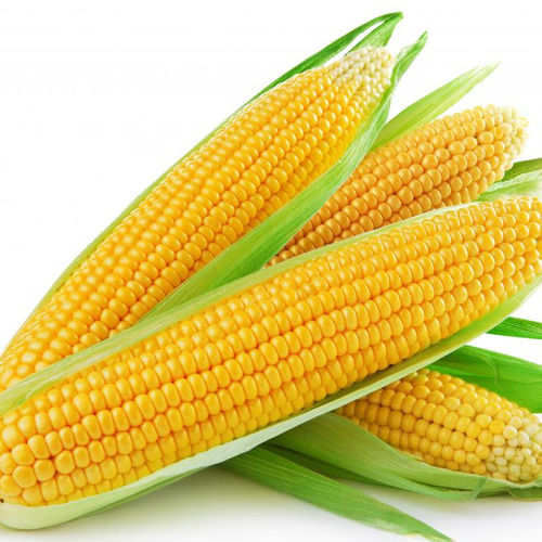 Hygienically Prepared No Added Preservatives Fresh Yellow Corn, For Food, Organic