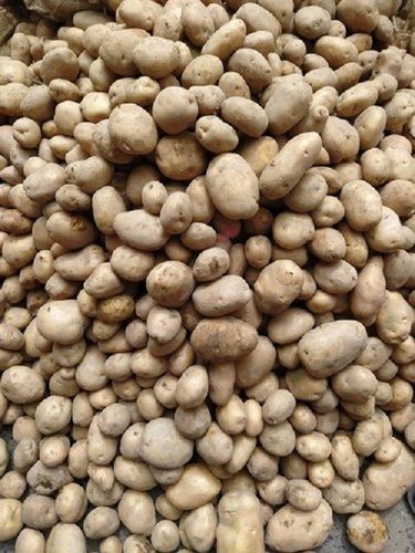 Organically Cultivated A Grade 100% Pure And Natural Indian Origin Potato, 50 Kg Gunny Bag Pack Shelf Life: 6 Days