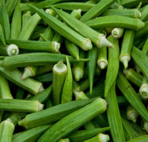Rich In Vitamin C Fresh Green Organic Lady Finger For Tasy Dishes