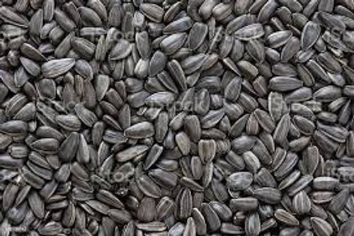 100% Natural High Energy And High In Protein Healthy Black Sunflower Seeds