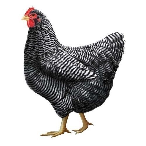 Female Live Black Country Chicken  494 